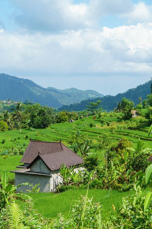 Free A scenic view of vibrant green rice terraces in Bali, Indonesia, with a traditional hut and mountains in the background. Stock Photo