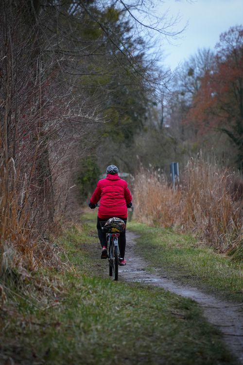 Free Person cycling on a winter trail surrounded by nature, wearing winter gear for warmth. Stock Photo