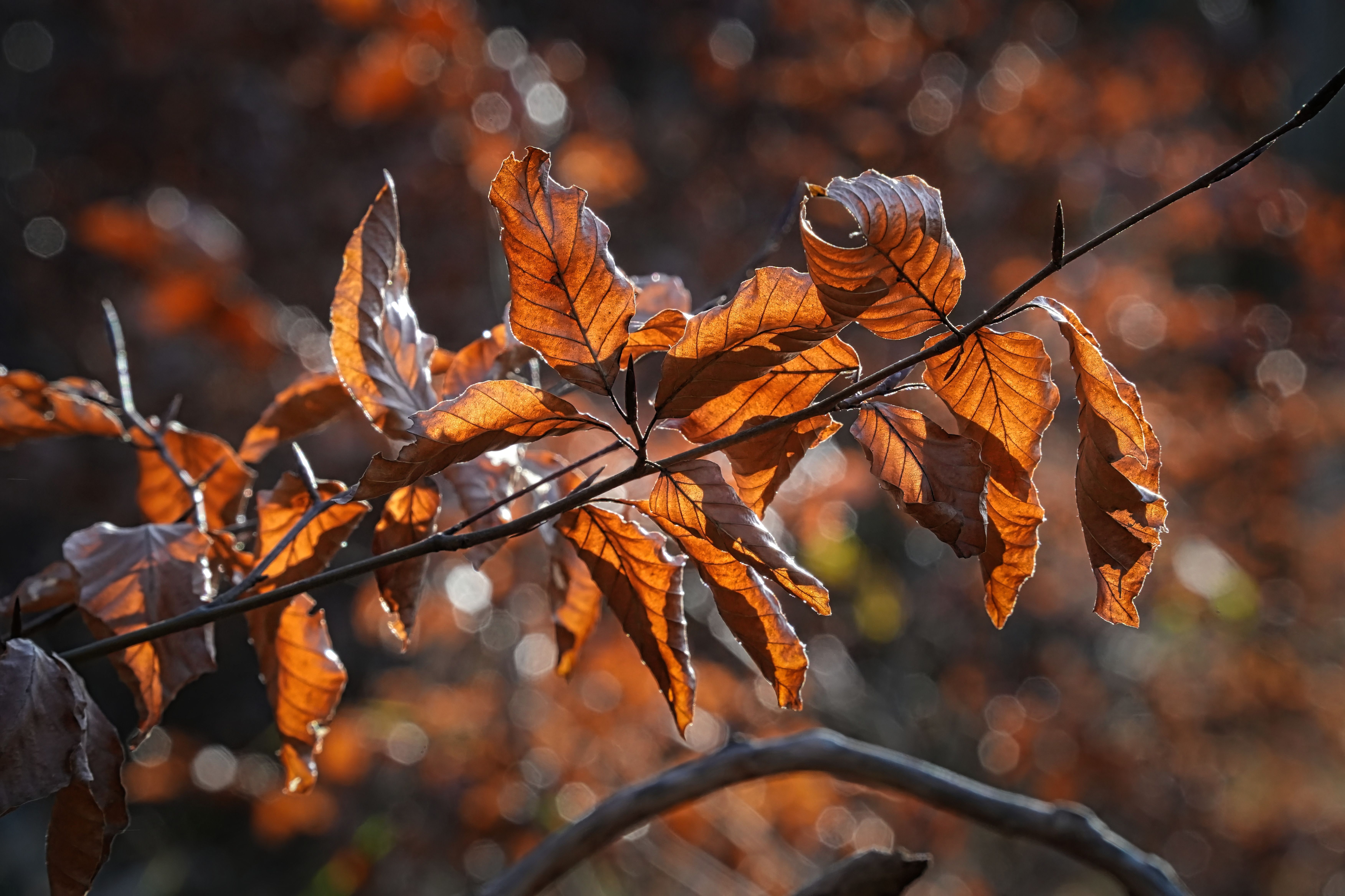 Autumn Leaves in Soft Light with Bokeh Background · Free Stock Photo