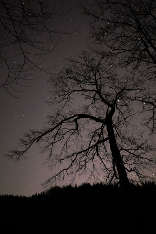 Free A leafless tree silhouette against a starry night sky in the Austrian wilderness. Stock Photo