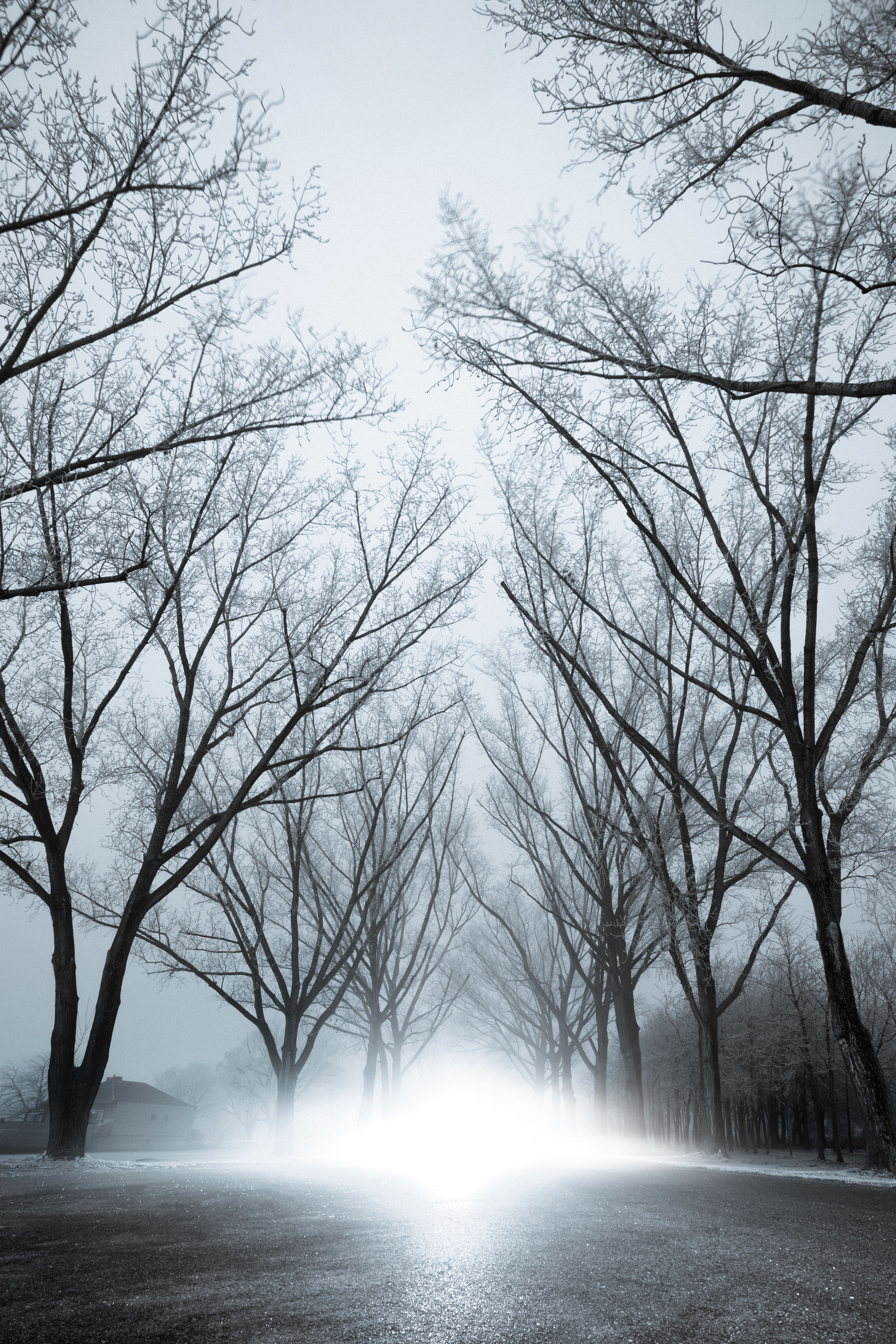 Misty Winter Road Lined with Bare Trees in Austria · Free Stock Photo