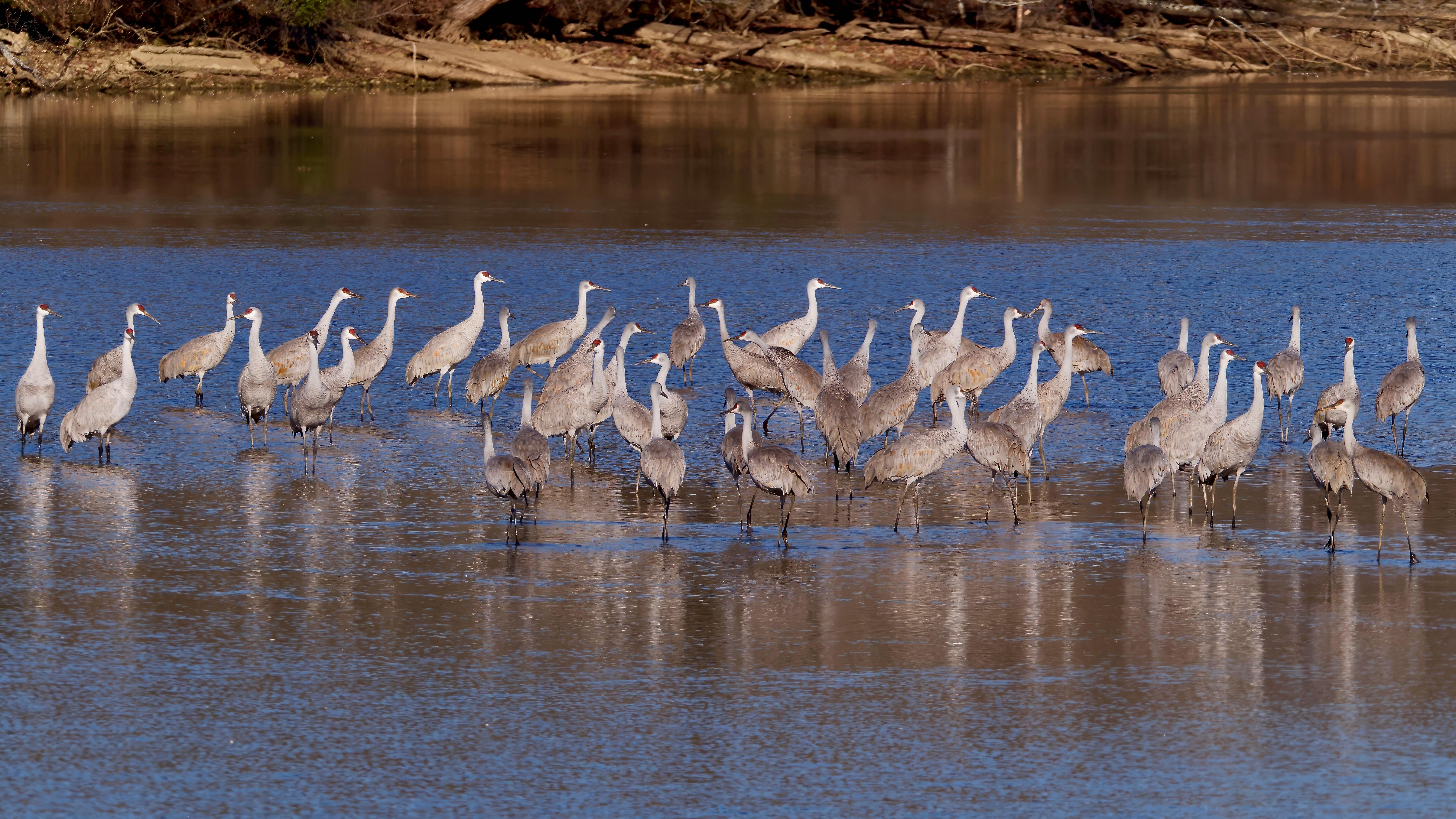 Sustainable Conservation: Promote the Protection of Wildlife through Photography