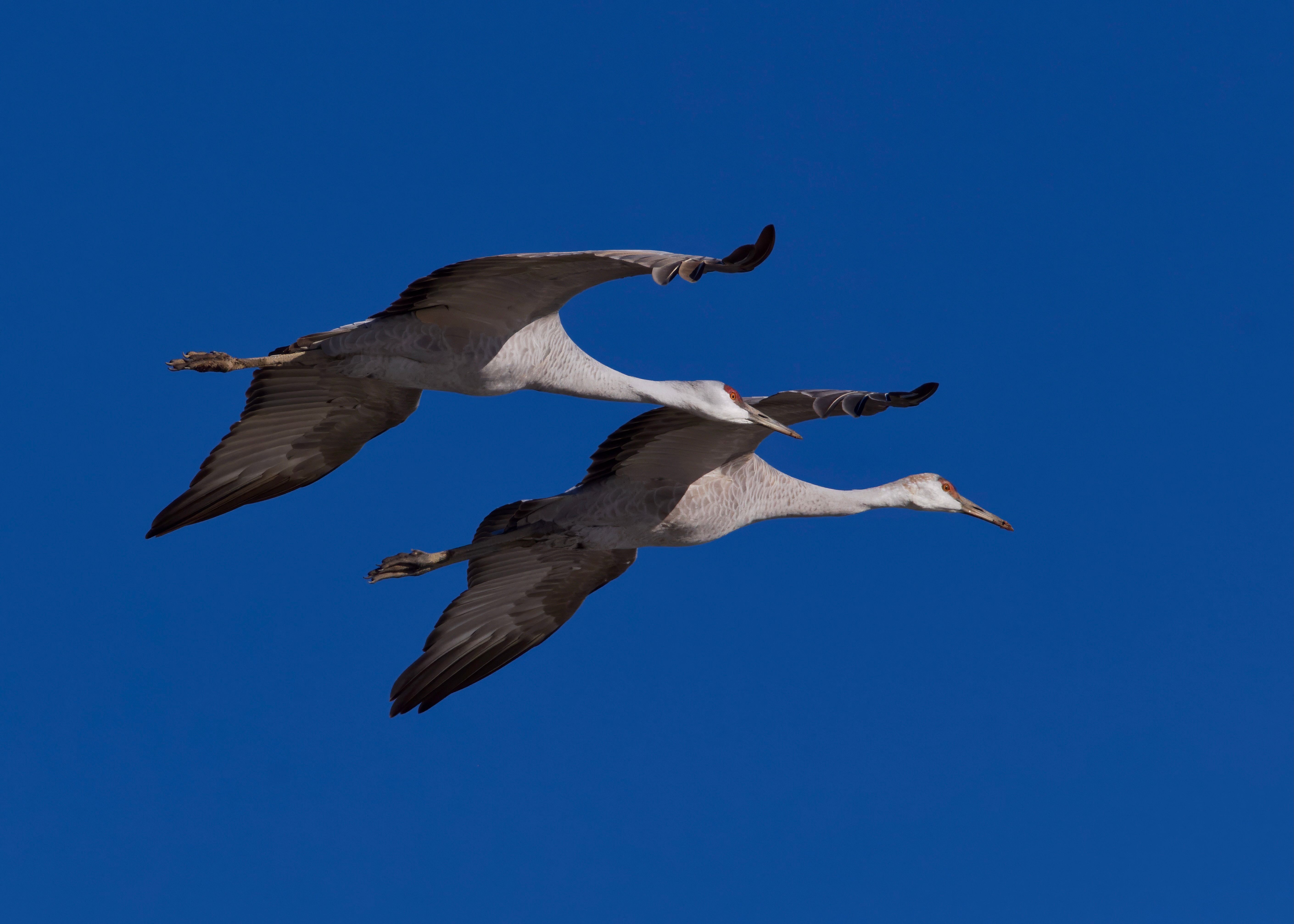 Foto: A. G. Rosales / Pexels