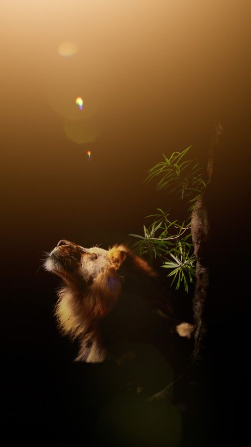 Free LION KING SUNSHINE  Stock Photo