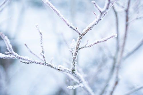 Ilmainen kuvapankkikuva tunnisteilla kuura, lehdet, lumi