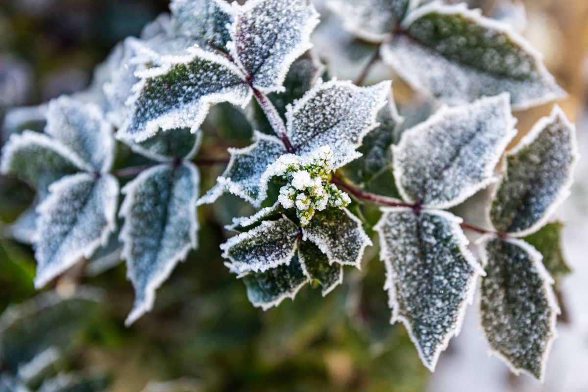 Close-up of frost-covered leaves and buds in a winter garden setting