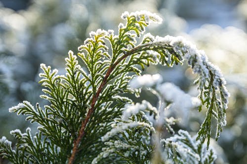 Foto profissional grátis de folhas, geada, inverno