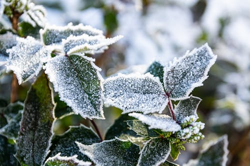 Ilmainen kuvapankkikuva tunnisteilla kuura, lehdet, lumi