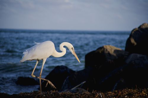 Free A great egret stands by the ocean in Miami, Florida, showcasing coastal wildlife. Stock Photo