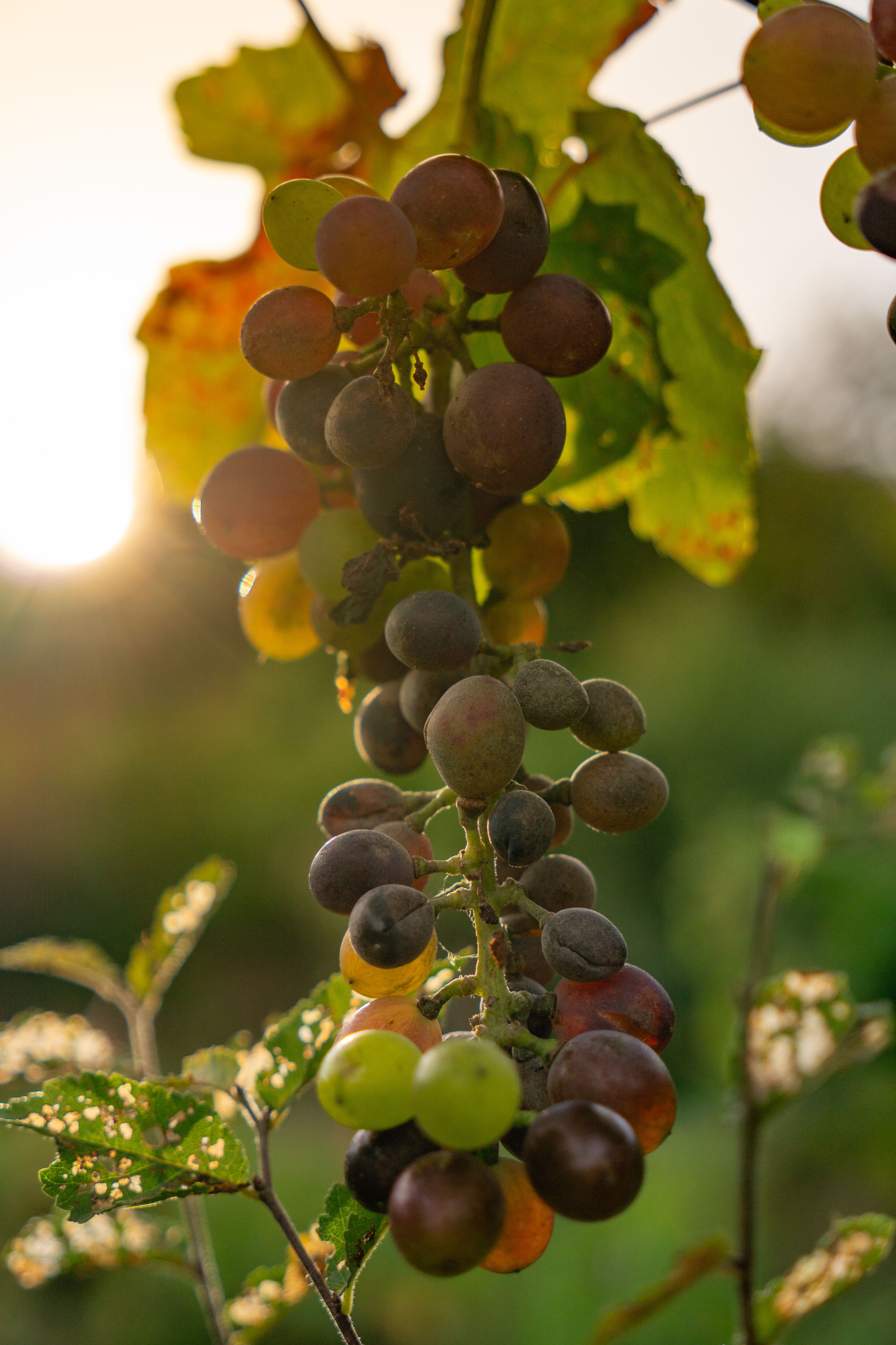 Close-up of ripe grapes in a vineyard bathed in golden sunset light.