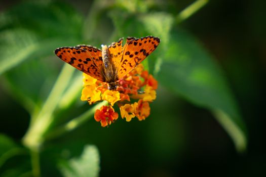 Close-up of an orange butterfly resting on vibrant yellow and orange flowers in a lush garden.