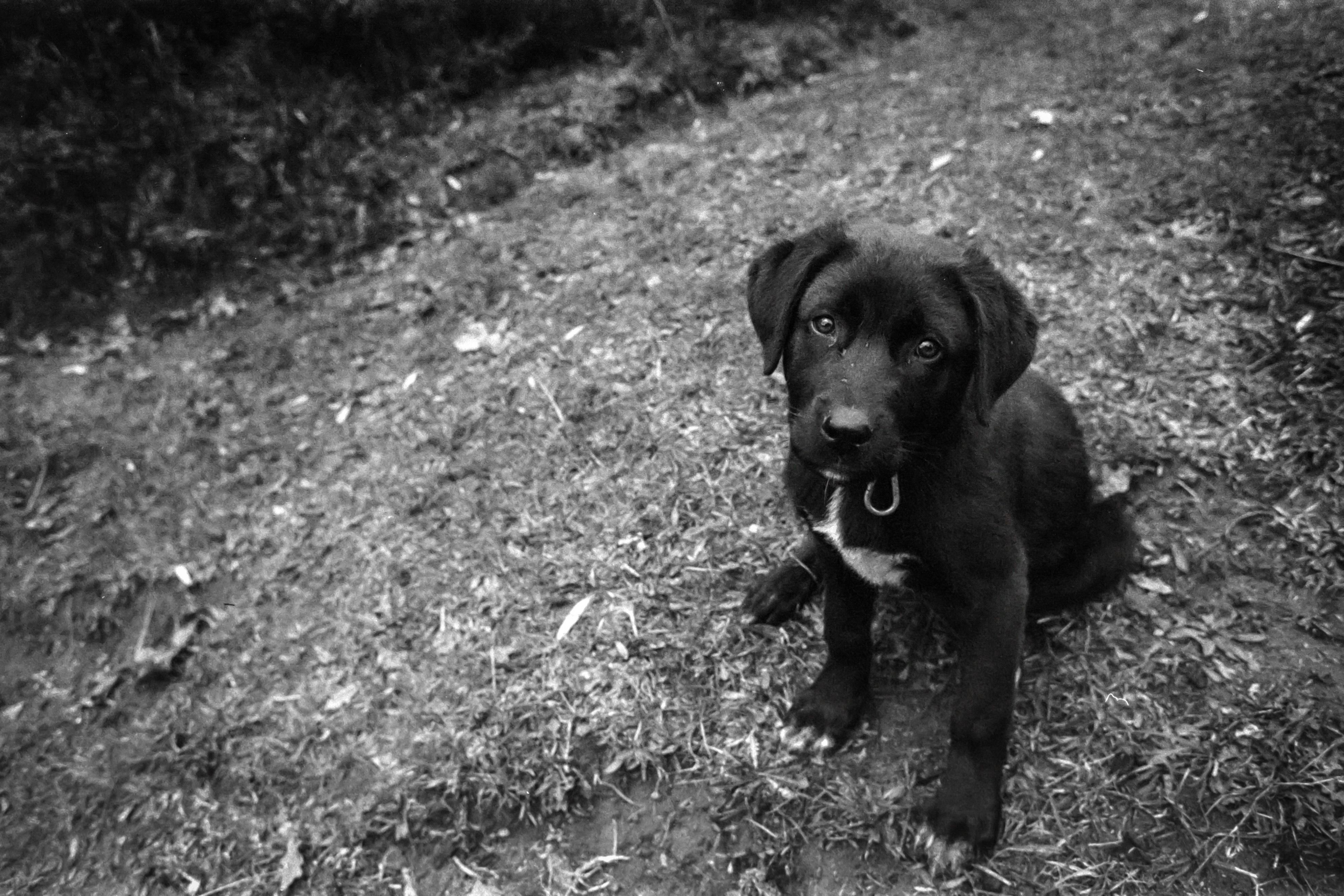 Black And White Labtob Photos, Download The BEST Free Black And White ...