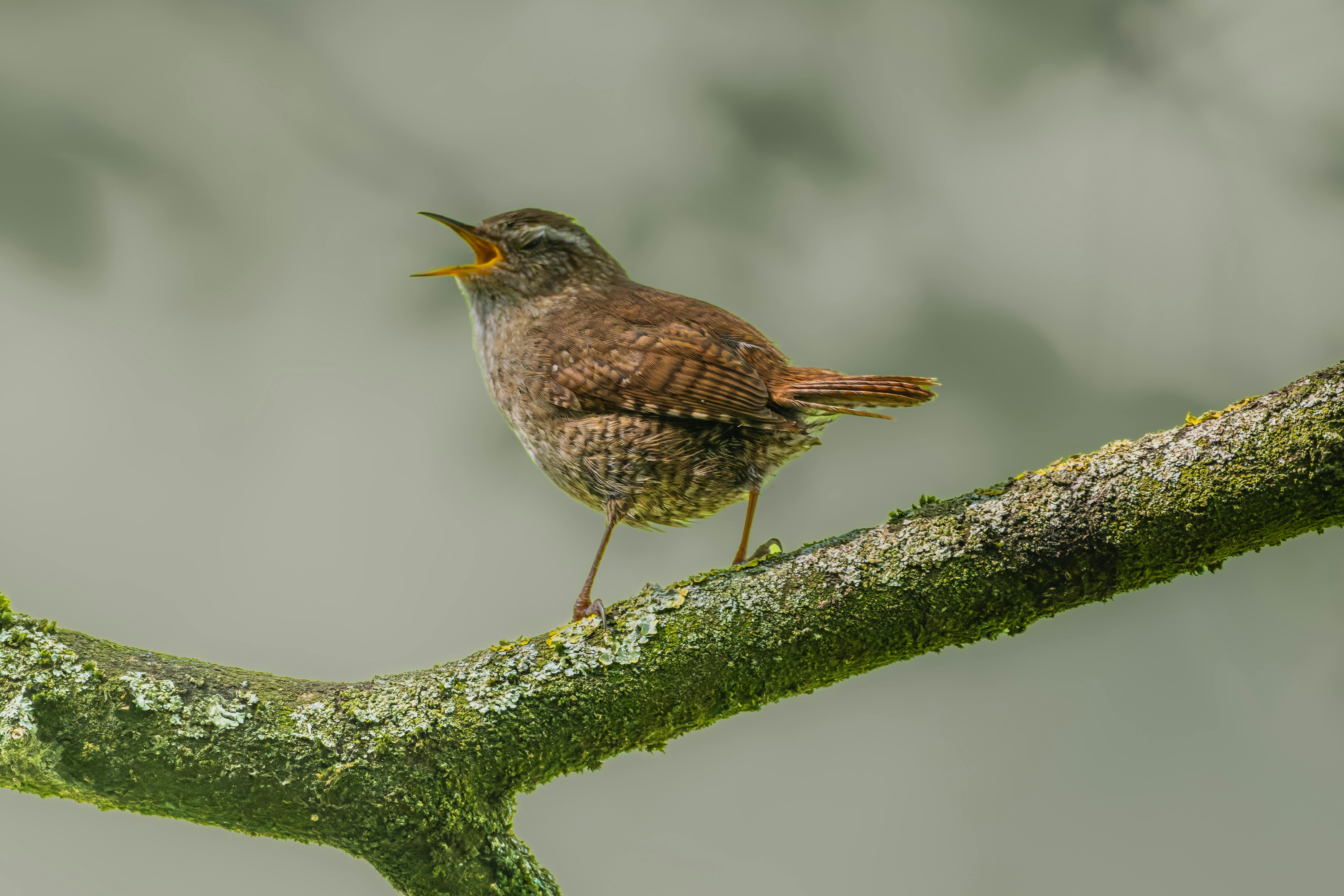 Musaraigne : Tout Savoir sur ce Petit Mammifère