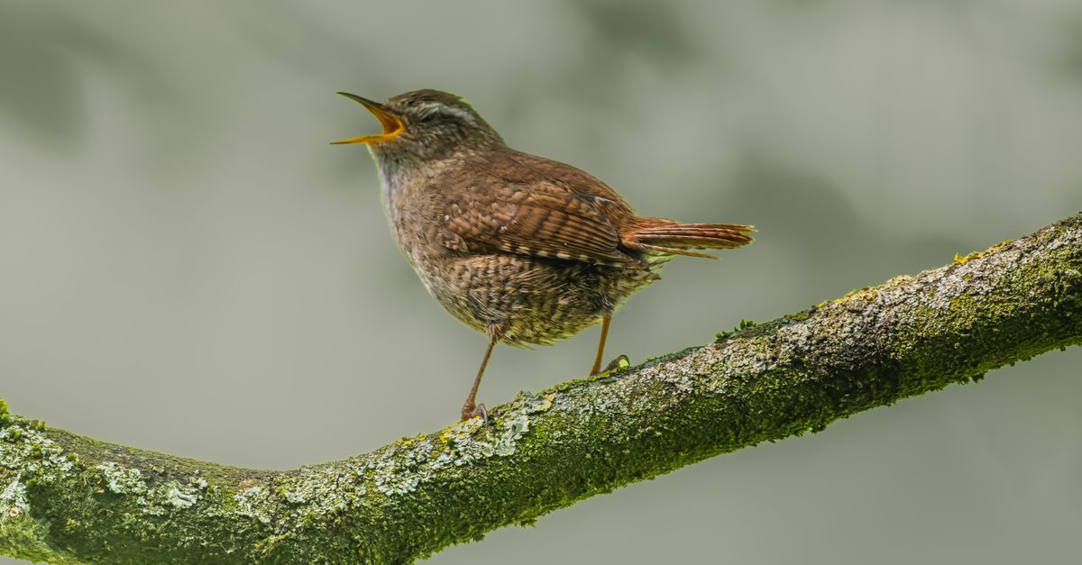 Musaraigne : Tout Savoir sur ce Petit Mammifère