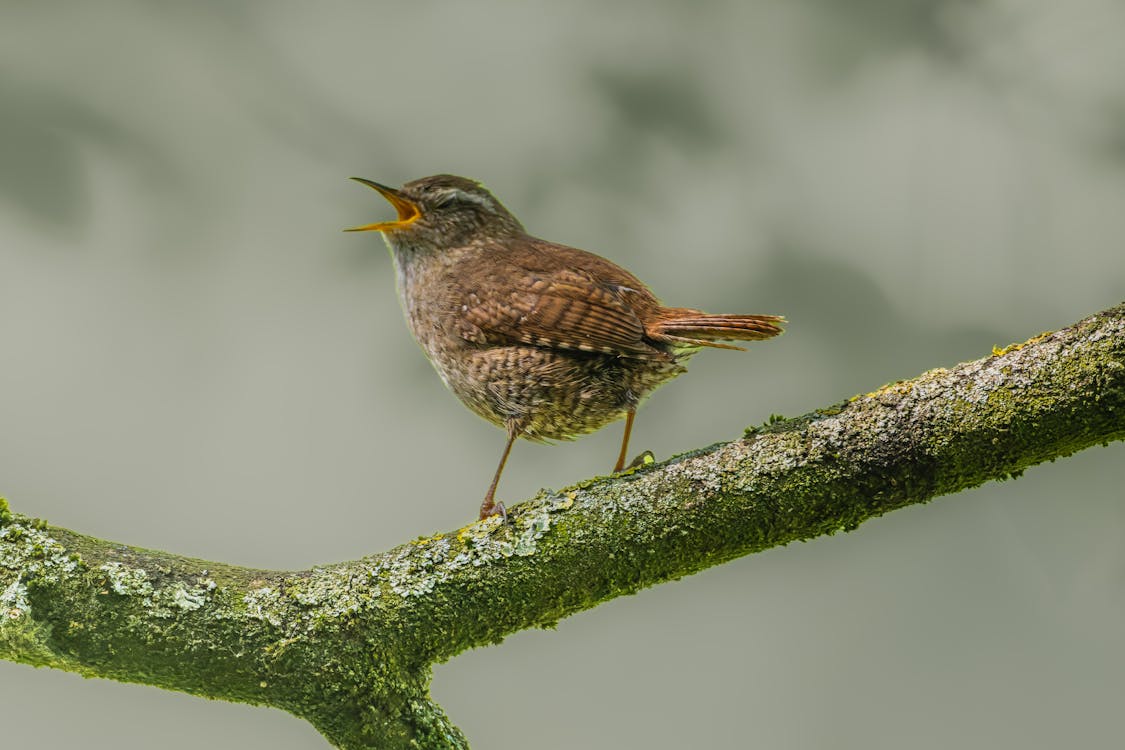 Free A European Wren sings beautifully while perched on a mossy branch, showcasing ornithological charm. Stock Photo