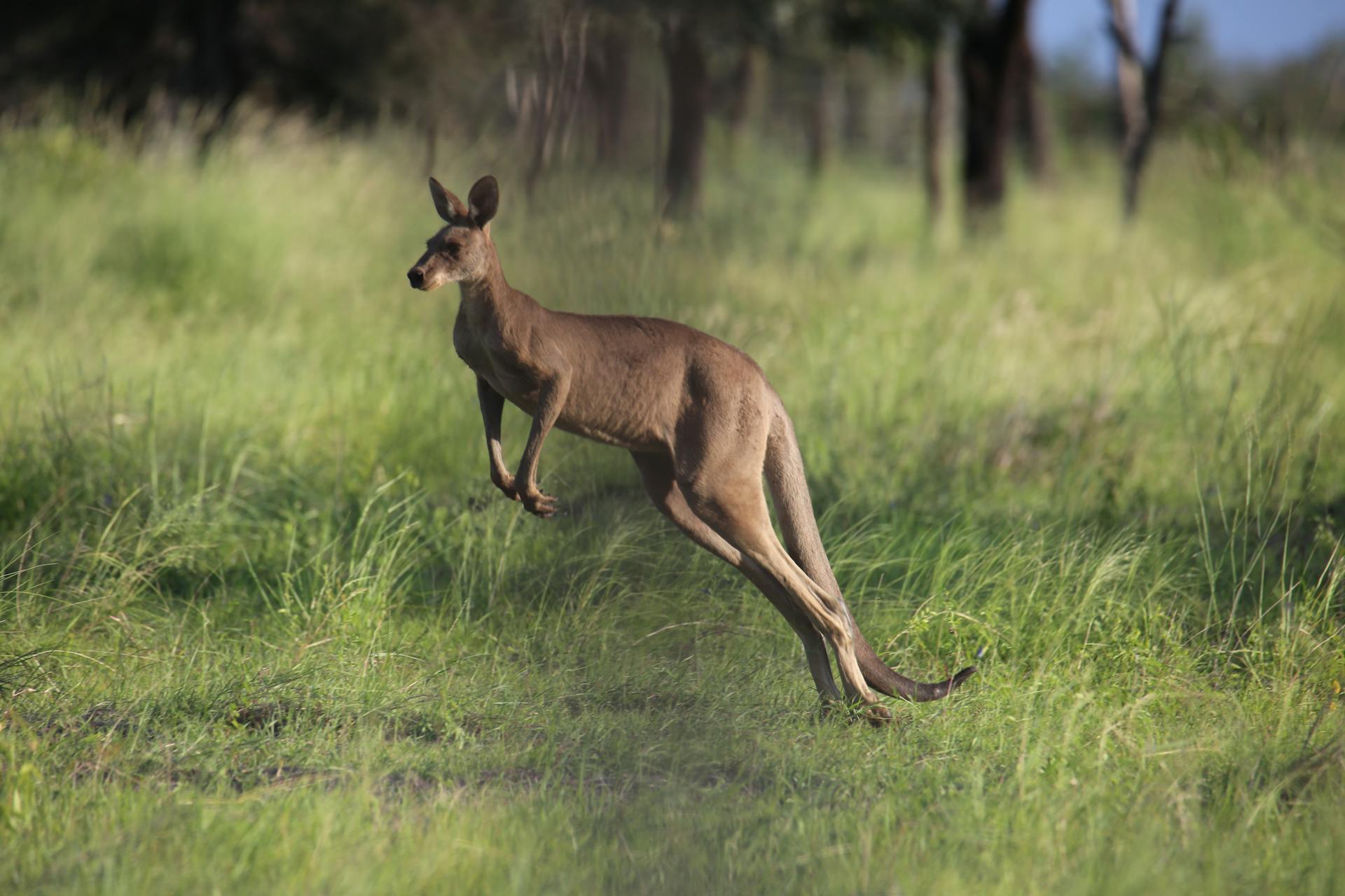 Majestic kangaroo leaping across the lush grassland in Rockhampton, Australia.