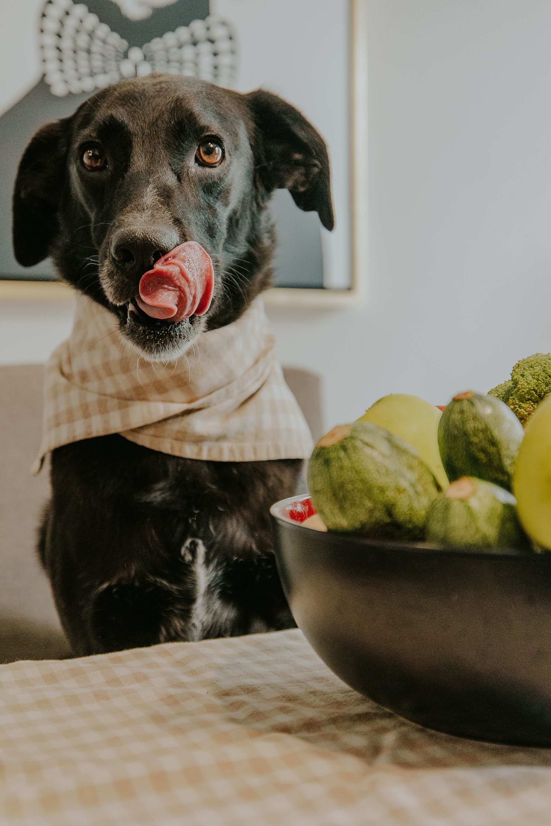 Dog eating calmly from a bowl during a meal transition