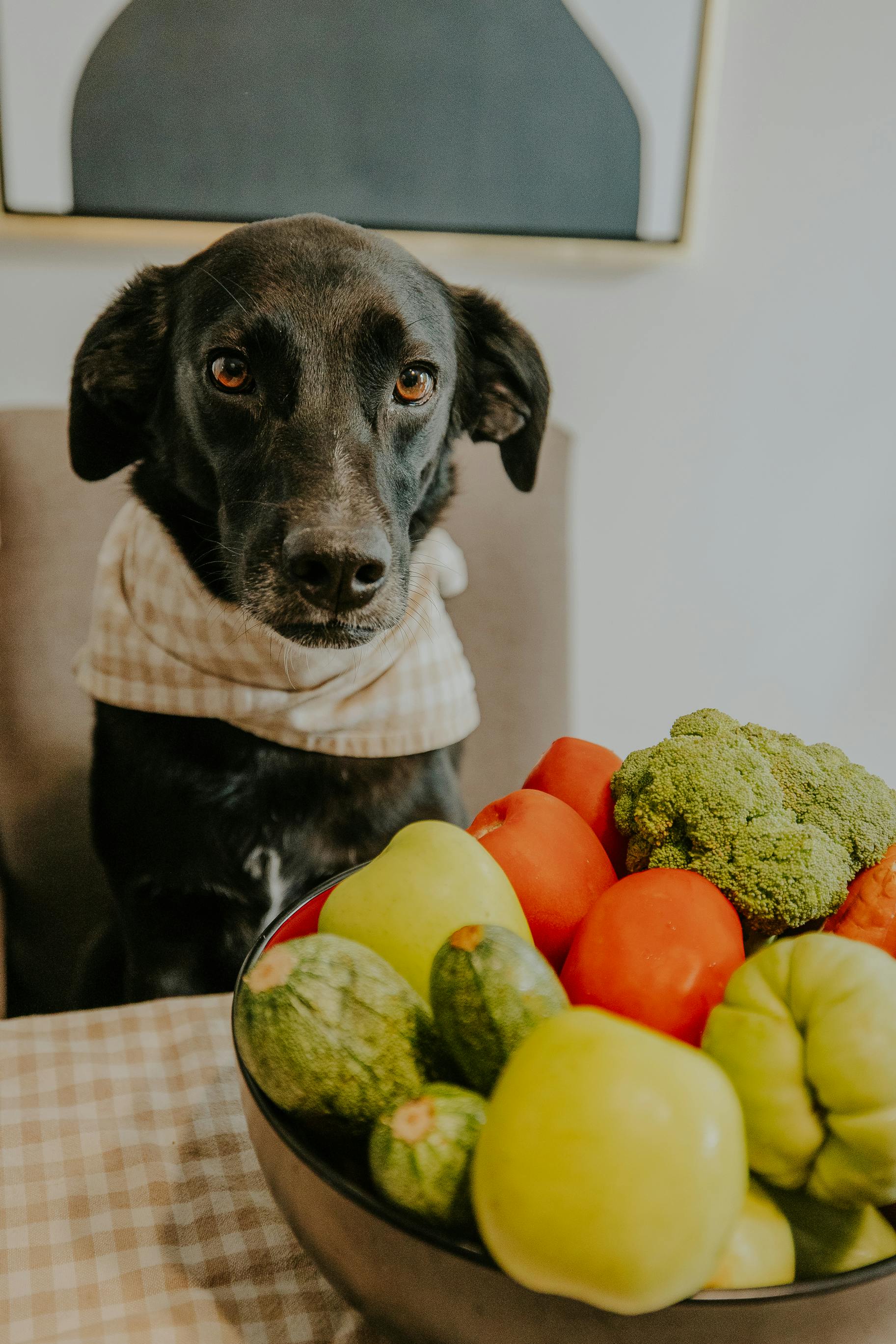 Dog Diet – The Right Food For Your Dog