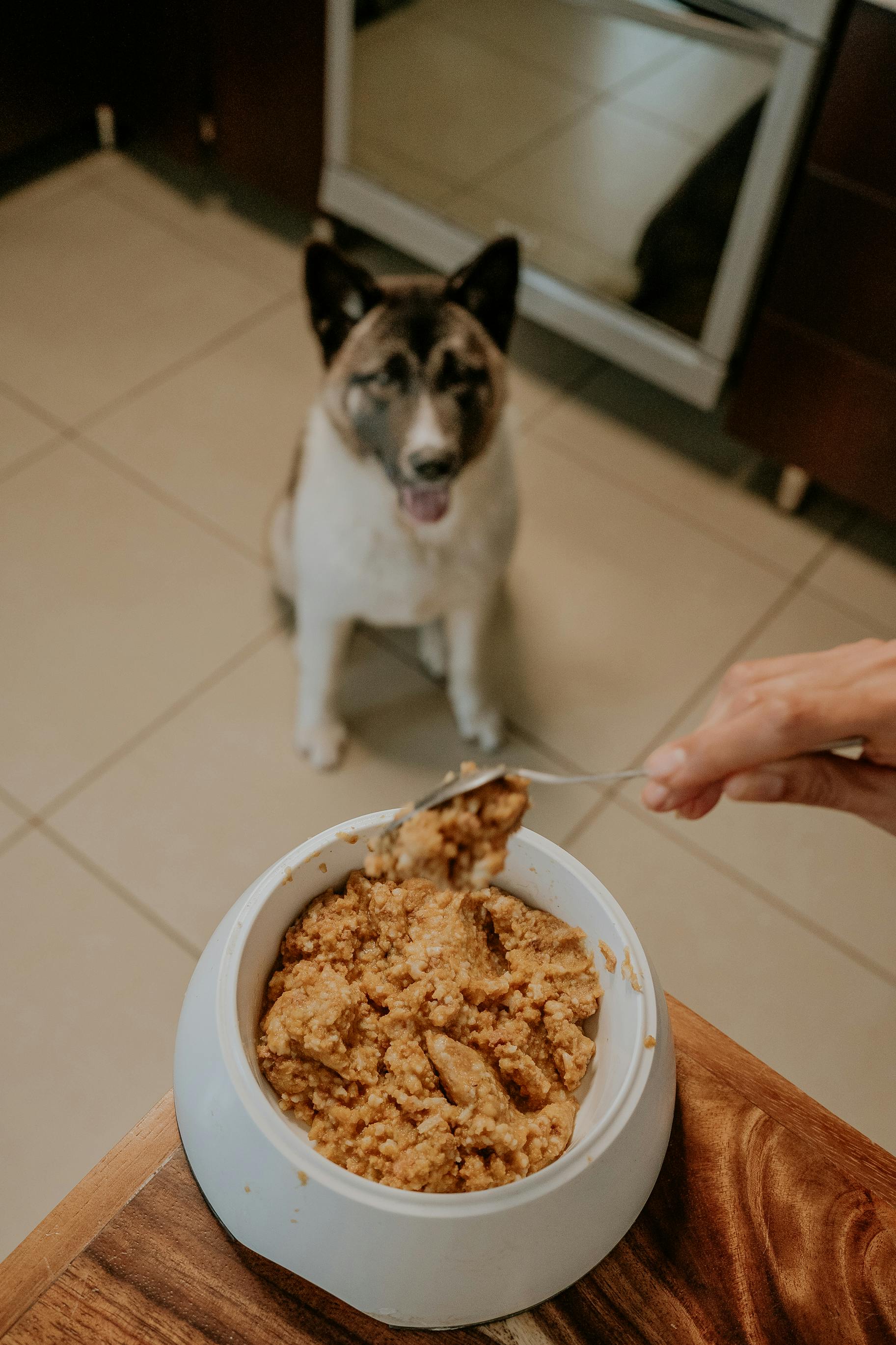 Dog Diet – The Right Food For Your Dog