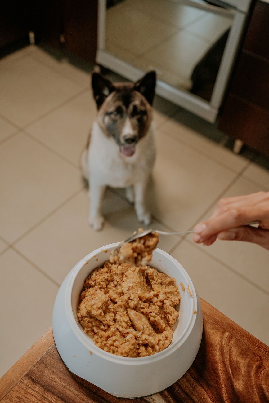 Freshly prepared dog meal with rice and vegetables in a bowl