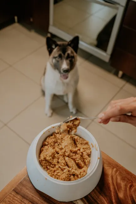 dog arthritis diet