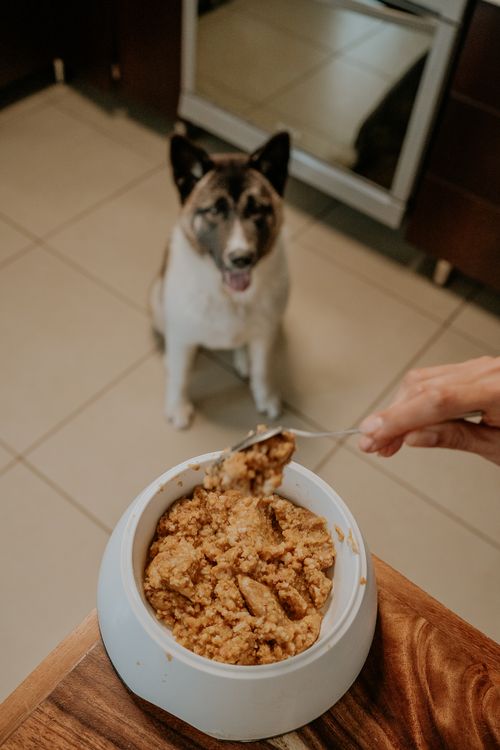 Köpeklere Kesinlikle Verilmemesi Gereken Gıdalar