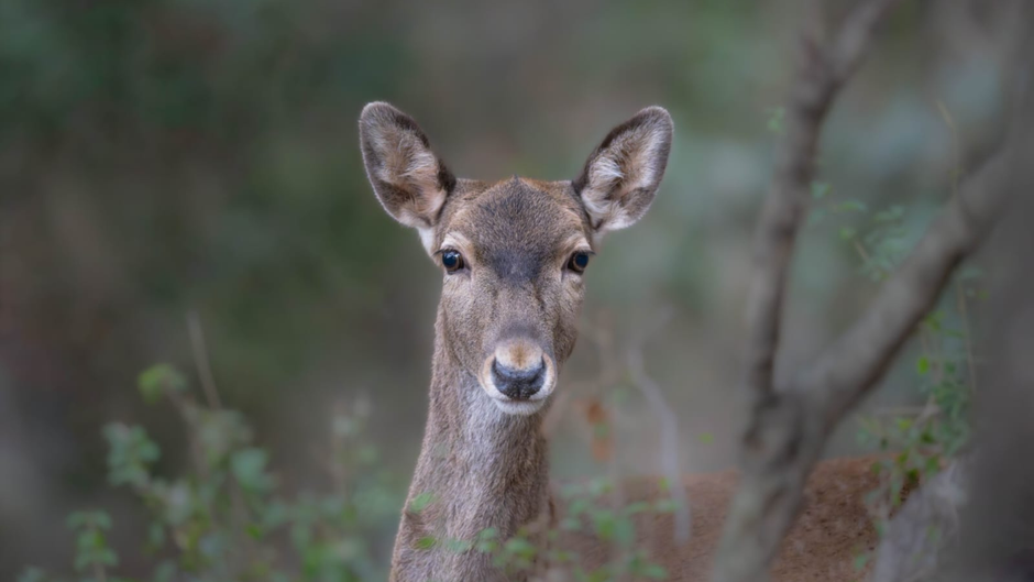 A female deer peering through the greenery in a forest in Israel.