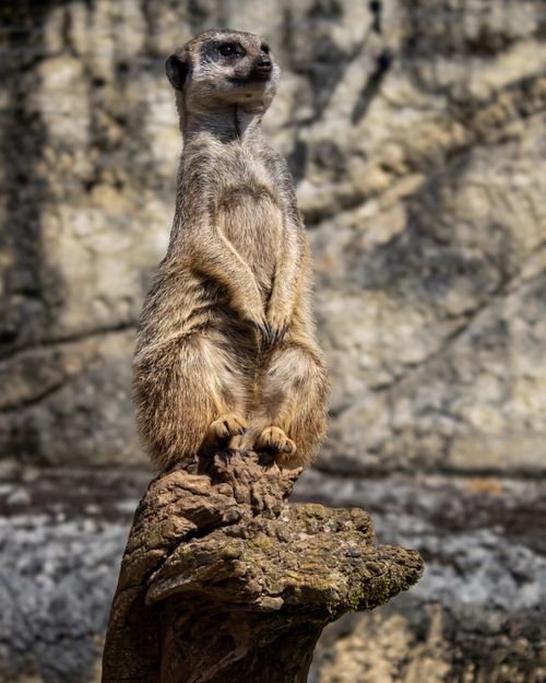 Free A meerkat stands alert on a rock in its natural habitat, showcasing its curious nature. Stock Photo