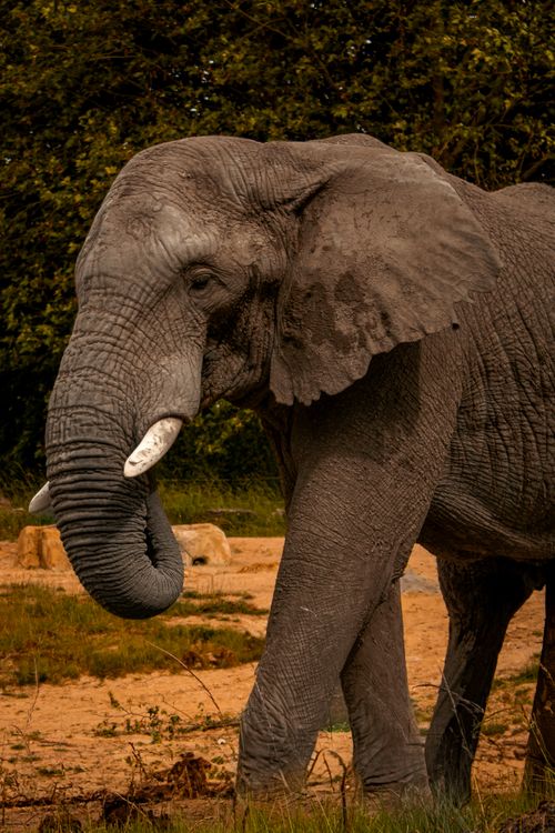 Free Close-up of an African elephant (Loxodonta africana) in its natural habitat, showcasing its grandeur. Stock Photo