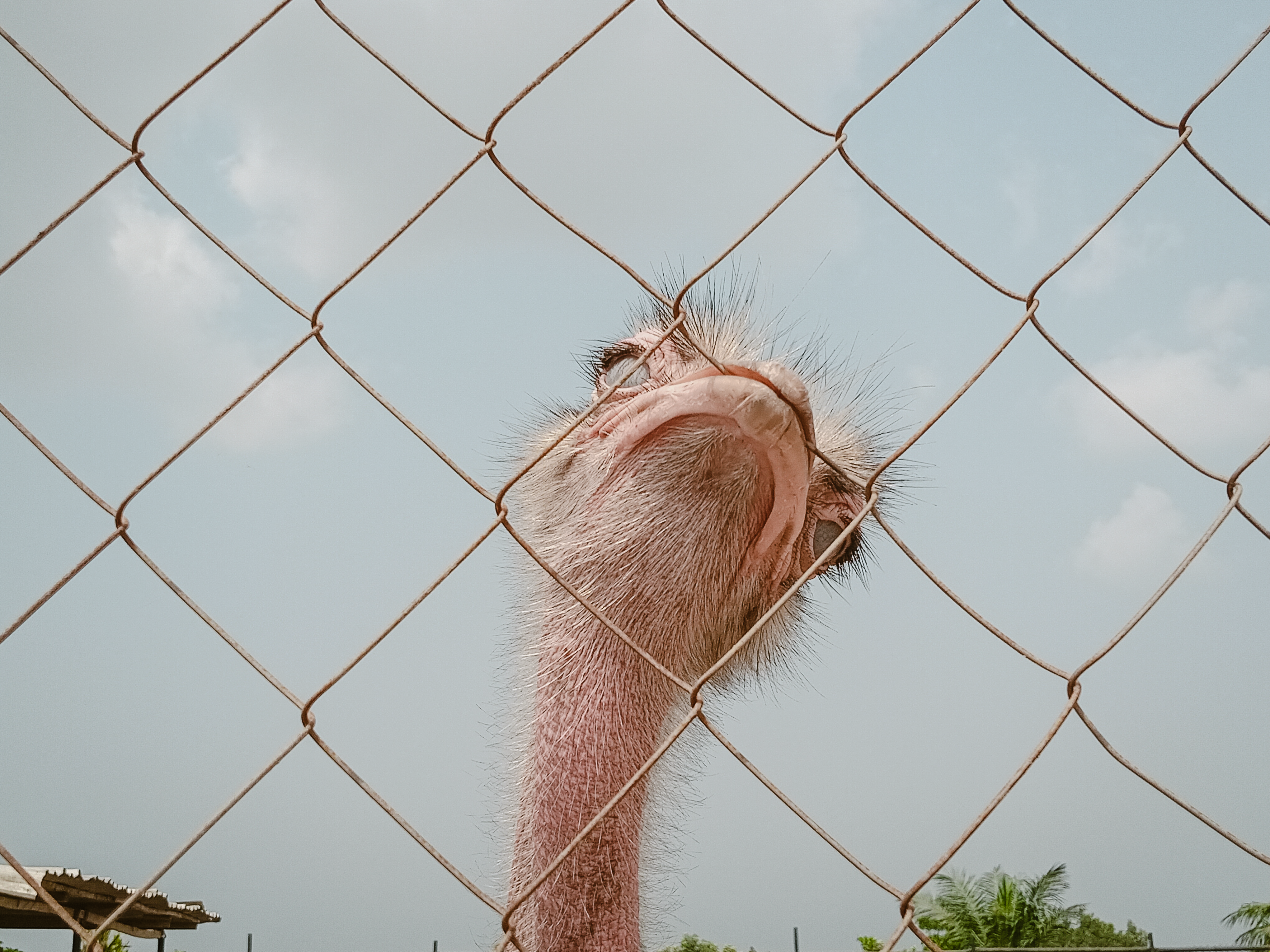 A close-up of an ostrich looking through a fence against a clear sky in Lagos, Nigeria.