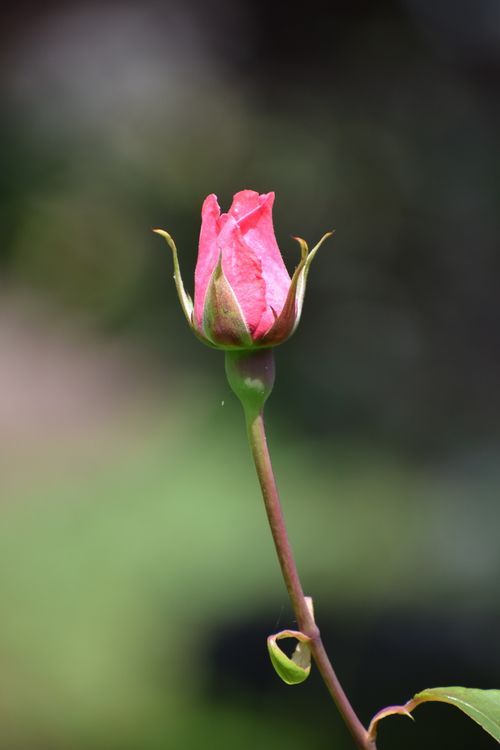 Capullo Rosa Primer Plano De Un Capullo De Rosa Rosa Con Luz Natural · Foto de stock ...