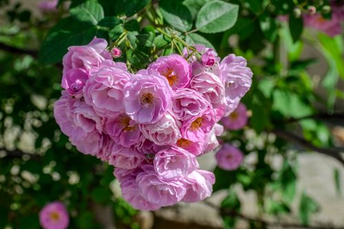 Free A beautiful cluster of vibrant pink roses in full bloom against lush green foliage outdoors. Stock Photo