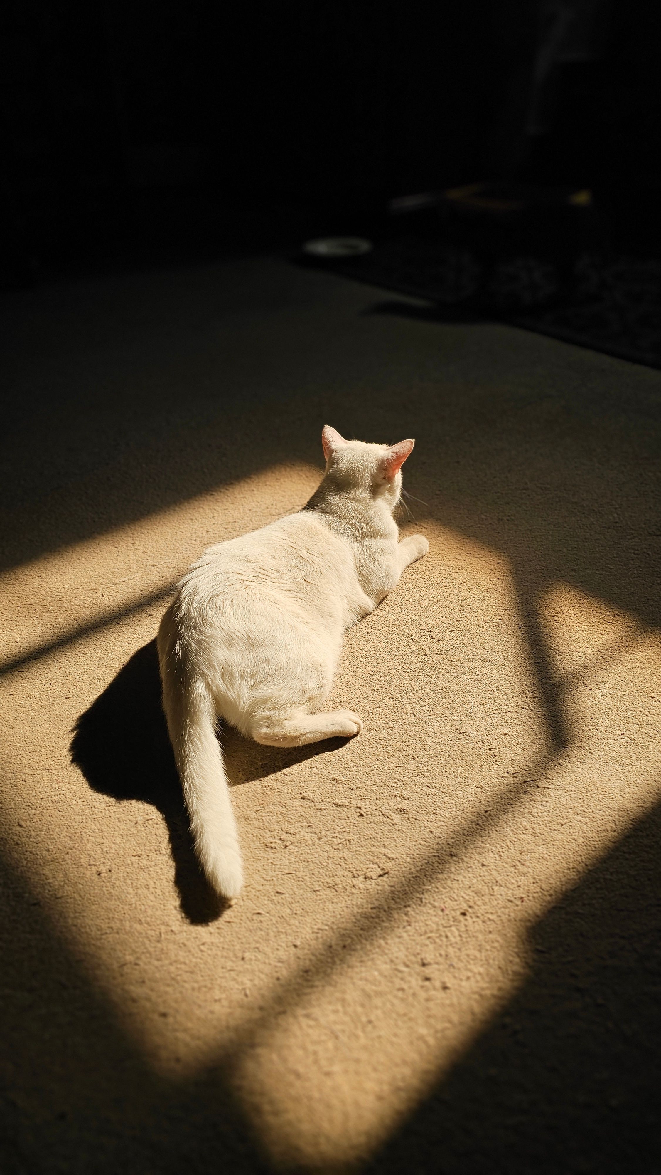 Gato Blanco Descansando Bajo La Luz Del Sol En El Interior · Foto de ...