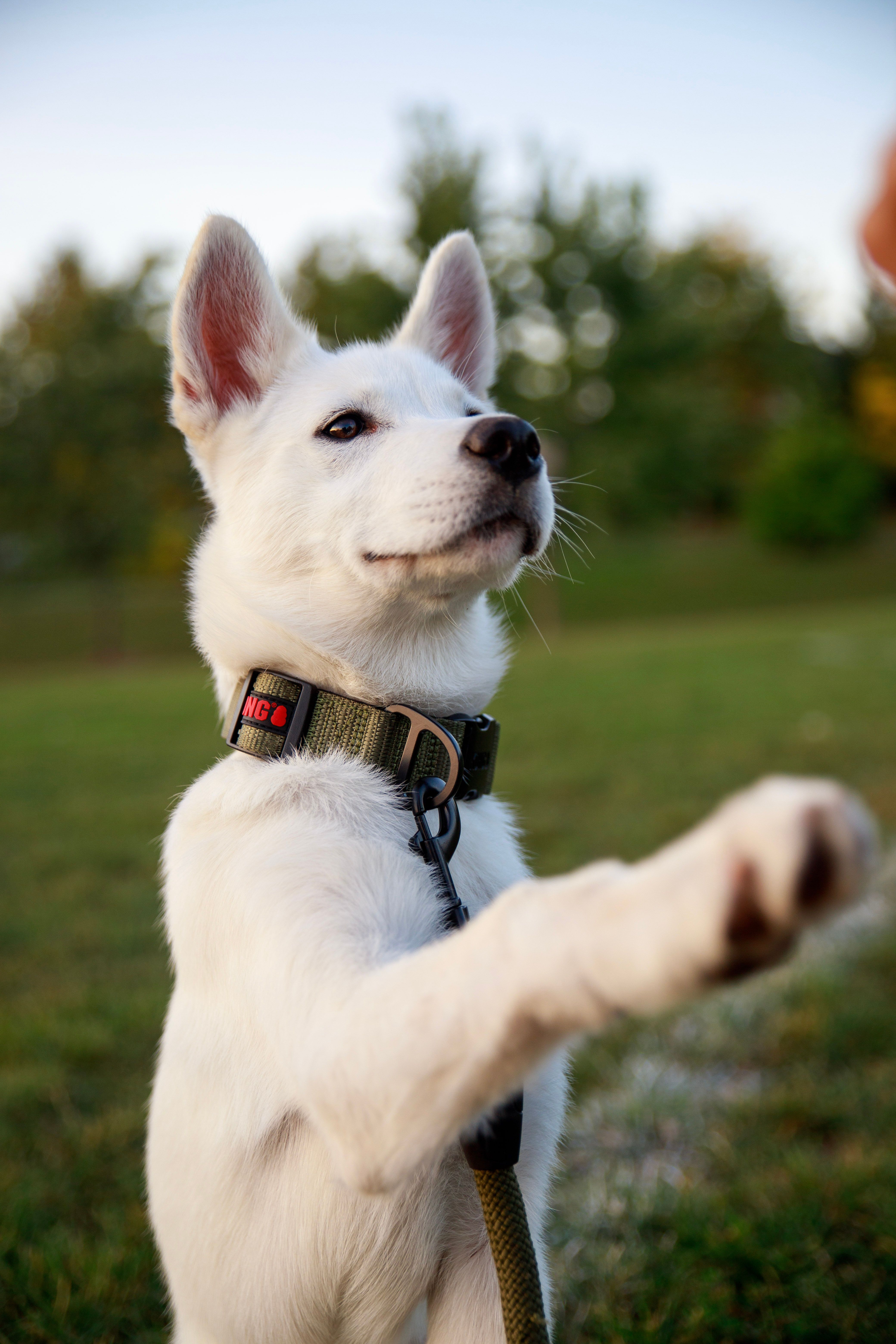 dog-training-walk-photos-download-the-best-free-dog-training-walk