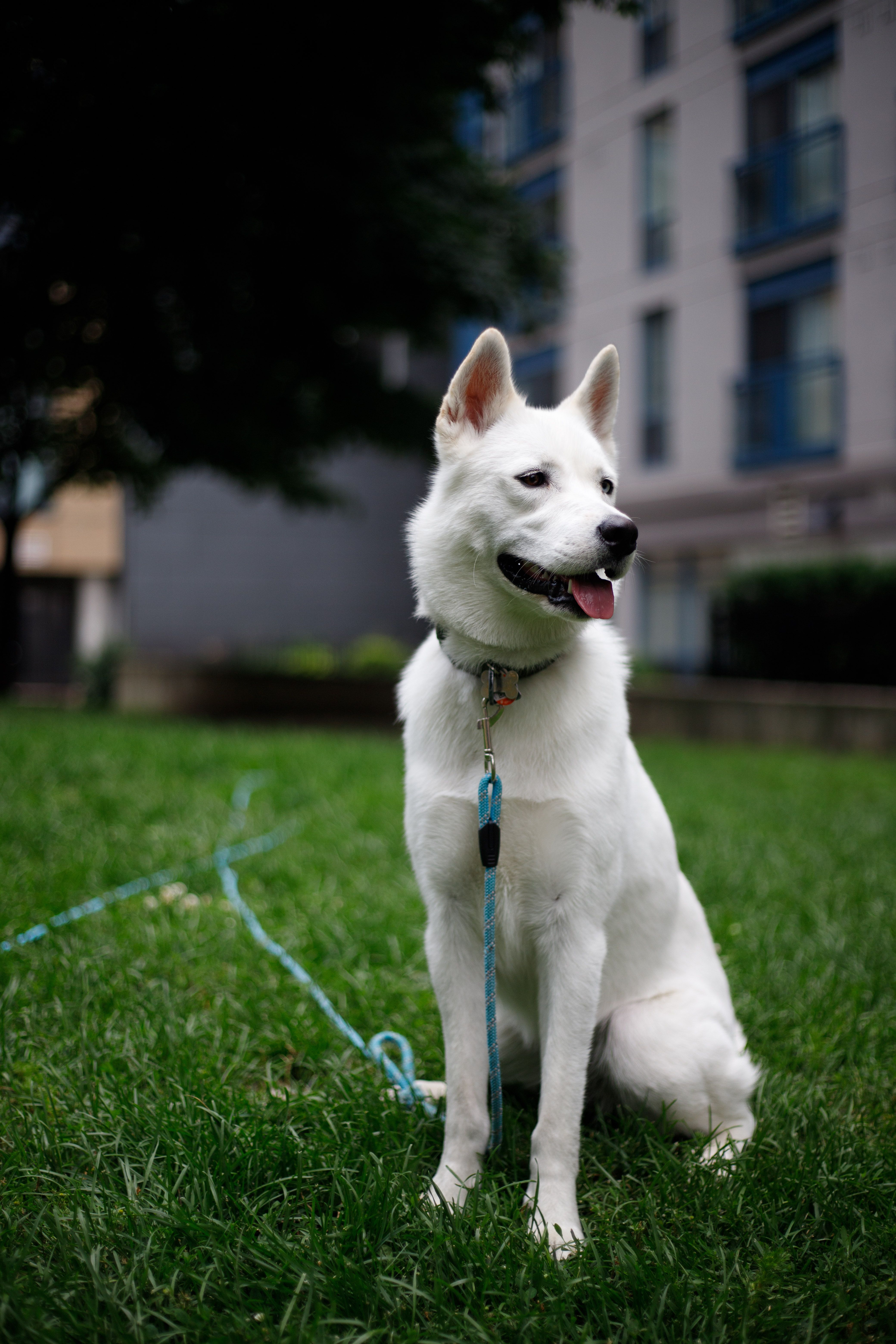 White Dog Sitting on Grass in Urban Park · Free Stock Photo