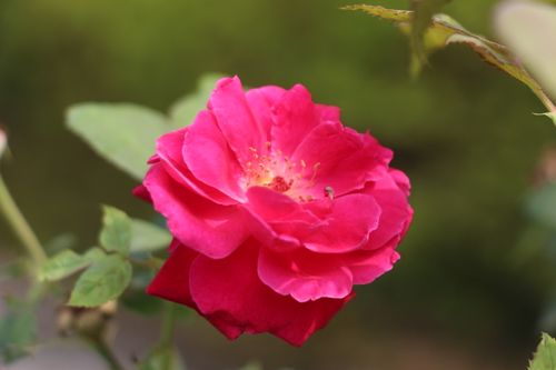 Free Beautiful close-up image of a vibrant pink rose in full bloom with a blurred green background. Stock Photo