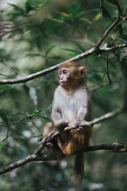 Free A young monkey sits on a branch in the lush forests of Zhangjiajie, Hunan, China. Stock Photo