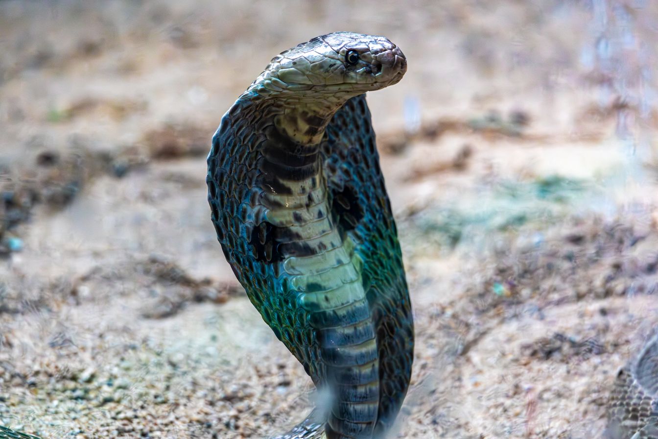 India Lizards: Fun Facts and Biodiversity You Need to Know