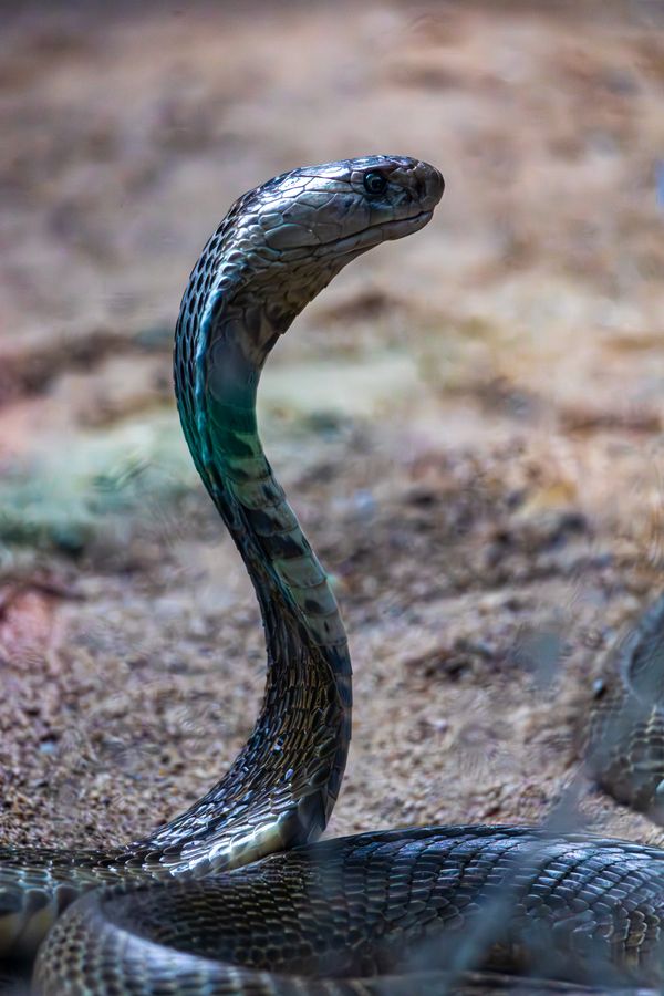 King Cobra Photos, Download The BEST Free King Cobra Stock Photos & HD ...