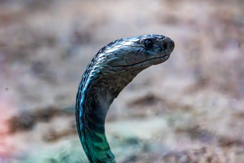 Free Intimate portrait of a Black Mamba snake showcasing its detailed scales in natural light. Stock Photo