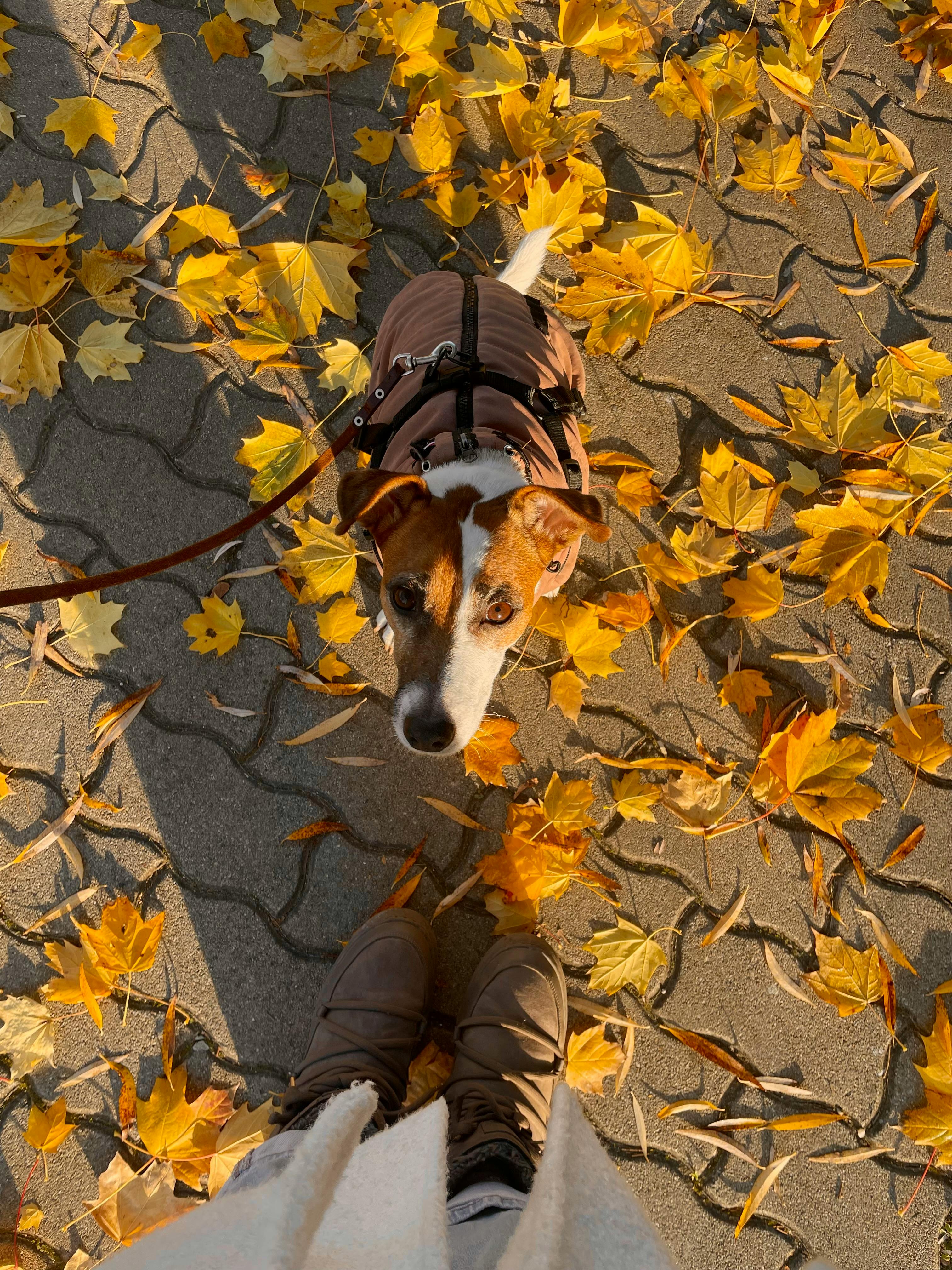 A Jack Russell Terrier in a coat surrounded by vibrant autumn leaves on a sunny day.