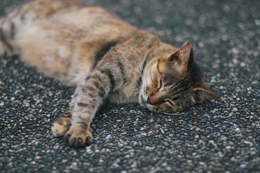 Cat Sleeping Positions
