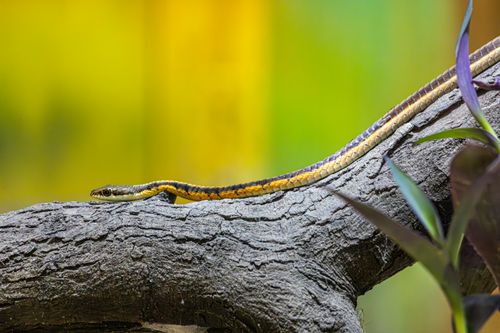 Free Close-up of a garter snake resting on a tree branch against a colorful background. Stock Photo