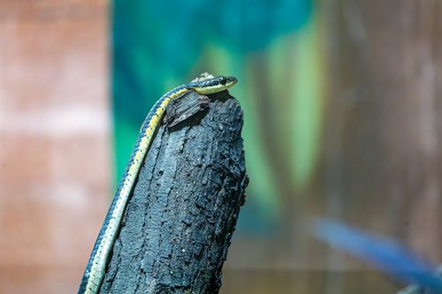 Free A vibrant snake basks on a charred log against a blurred natural backdrop, showcasing nature's contrast. Stock Photo