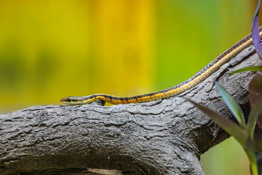 snake photo