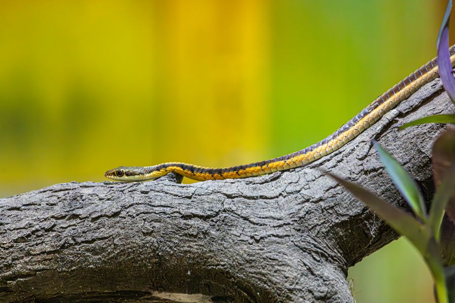 Eastern Gray Squirrel Lifespan