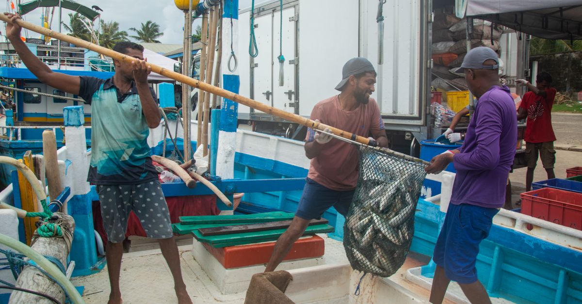 Photo by Vika Glitter Men unloading a fresh catch from the boat at the dock, showcasing teamwork and marine livelihood.