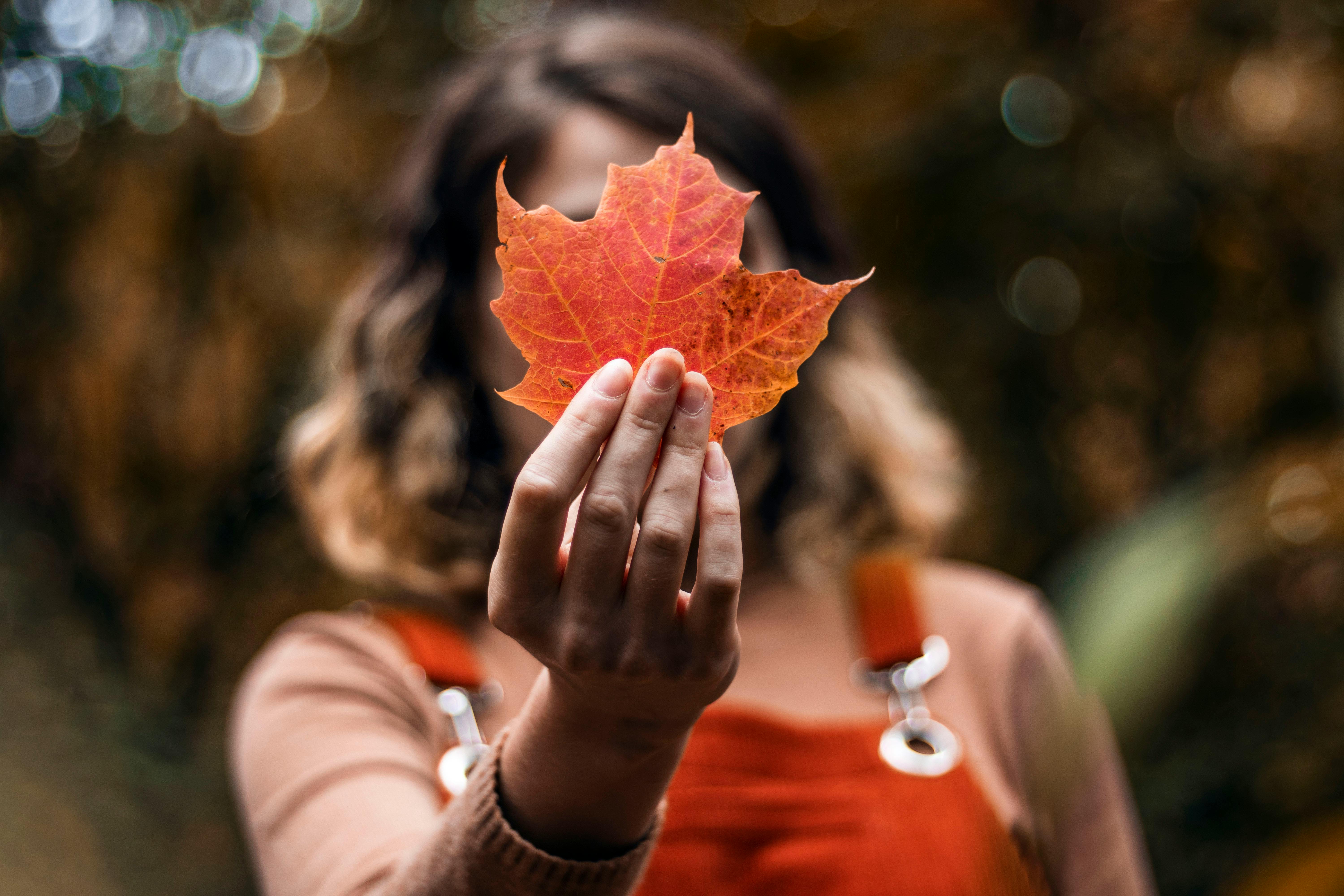 shallow focus photo of person holding red maple leaf