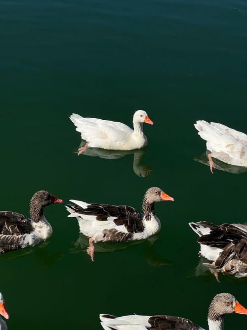 Free Graceful geese gliding through the serene green waters of Köyceğiz Lake, Muğla, Turkey. Stock Photo