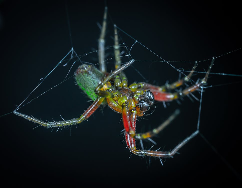 Spider descending from ceiling in dream meaning